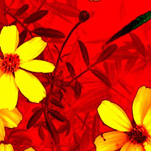 区域优化的怎么打别人的服务器